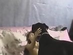 Zoophilia porn and animal sex