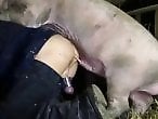 Animal porn videos and ZOO PORN