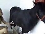Dog Sex Zoo