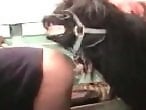 Animal Porn XXX Sex Videos