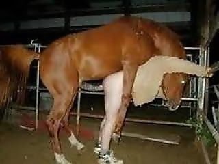 Zoo Zoo Sex Porn