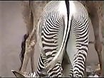 ZOO Porn and bestiality tube
