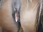 Animal Porn XXX Sex Videos