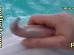 Animal porn and zoo sex