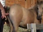 Animal Zoo Sex