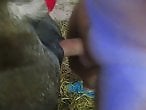 Top Bestiality Zoo Sex Porn