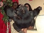 Zoophilia porn and animal sex