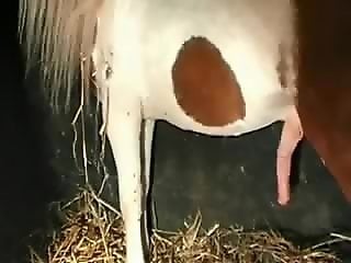 Dog Porn Tube