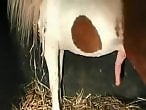 Animal Porn In