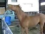 XXX bestiality zoo porn