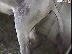 Animal porn and zoo sex