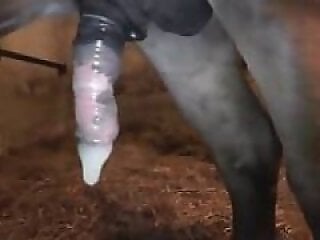 Dog Sex Zoo