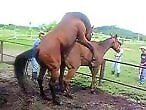 Animal Porn XXX Sex Videos