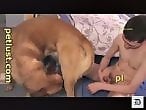 Animal Porn Zoo Videos