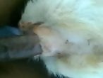 Animal Zoo Sex