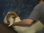 Zoo Animal Sex