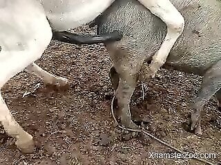 HamsterZoo