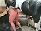 Zoo Animal Sex Porn