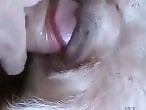 Animal Porn XXX Sex Movies