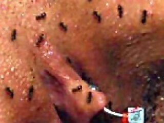 Sex Animal XXX Porn Movies