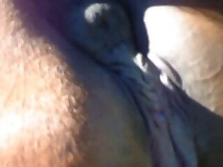Zoo Animal Sex Porn
