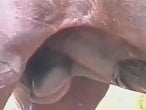 Animal porn and zoo sex
