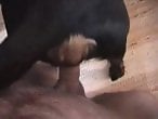 Zoo Animal Sex Porn