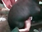 Sex Animal XXX Porn Movies