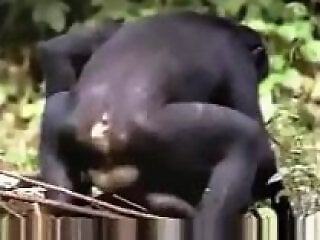 Animal Zoo Porn