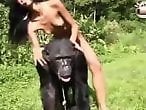 Zoo Animal Sex