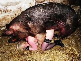 Animal Porn XXX Sex Videos