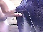 XXX bestiality zoo porn
