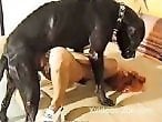 Animal porn and zoo sex