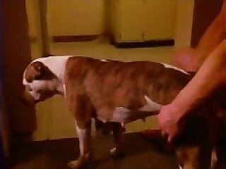 Animal porn videos and ZOO PORN