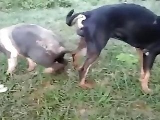 HQ Animal Porn