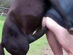 Zoo Animal Sex Porn