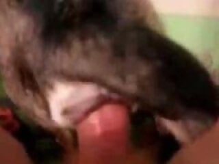Animal porn videos and ZOO PORN