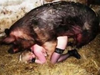 Dog Porn Tube