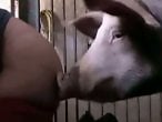 Zoophilia porn and animal sex