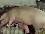Animal Porn Zoo Videos