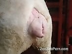 Animal porn and zoo sex