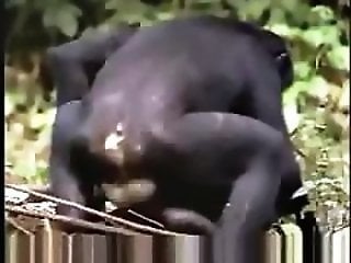 Dog Sex Zoo