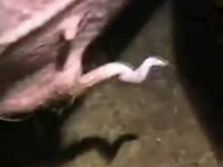 Zoo Porn Fun