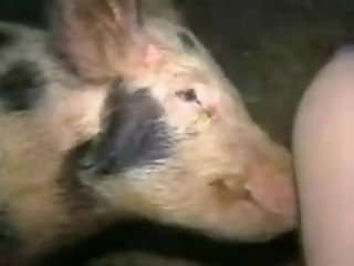 Bestiality XXX Porn