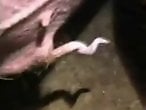 Bestiality XXX Porn