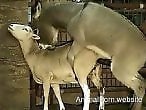Animal Porn In
