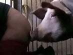 Animal XXX Bestiality