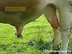 Animal Porn XXX Sex Movies