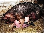 Zoo Animal Sex Porn