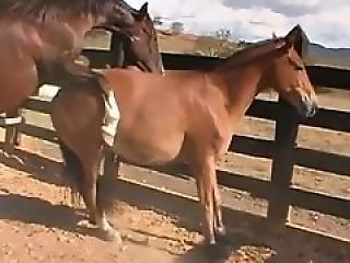 XXX bestiality zoo porn
